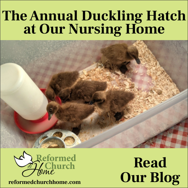 Springtime Joy: The Duckling Hatch at Our Nursing Home